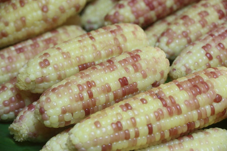 Boiled corn on the cob in the market, closeup of photo. Cooked boiled white corn in market, hybrid corn, waxy corn, hybrid glutinous corn.の写真素材