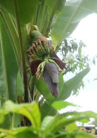 banana blossom on tree in the garden. (Musa domestica)の写真素材