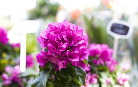 Flowers series