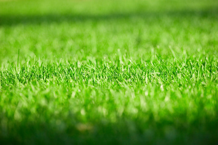 Fresh grassの写真素材