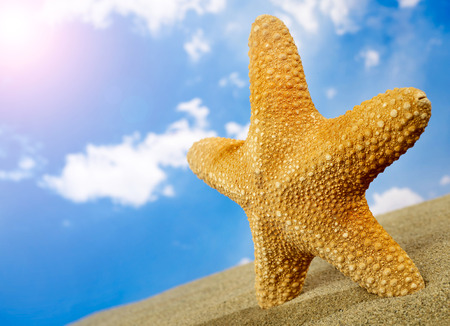 Starfish in the sunの写真素材