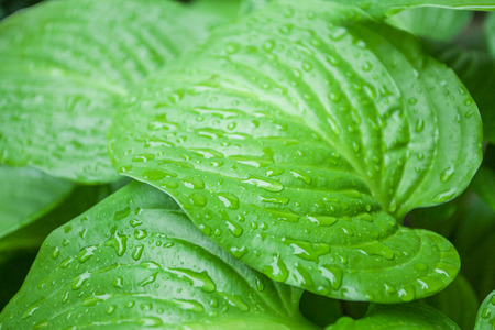 Raindrops on leafの写真素材