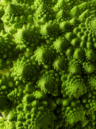 Romanesco broccoliの写真素材
