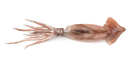 Calamari