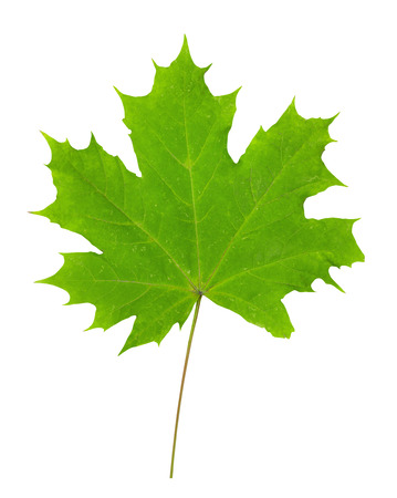 Maple leafの写真素材