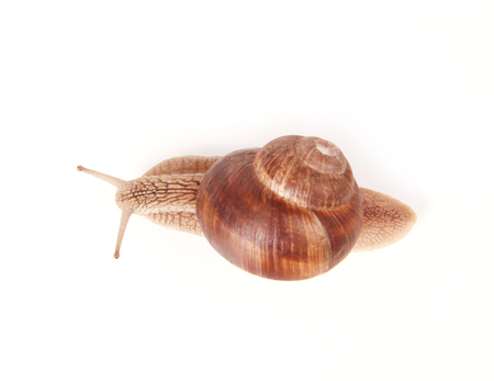 Snail from aboveの写真素材