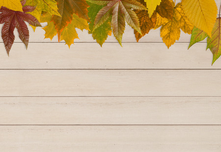 Autumn leafs on wood