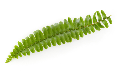 Fern leaf isolated on whiteの写真素材