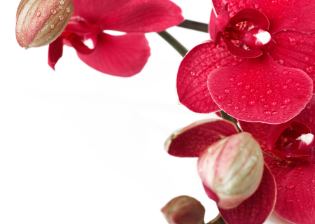 Red orchid closeup on whiteの写真素材