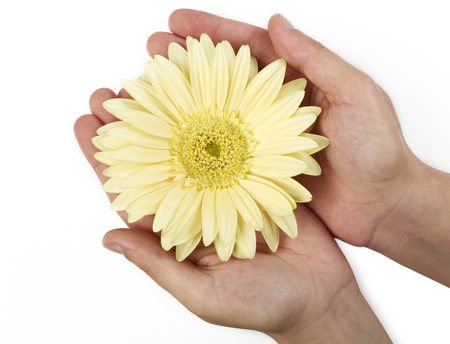 Holding a daisyの写真素材