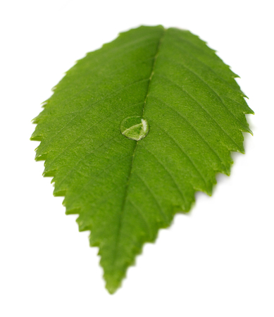 Leaf with waterdropの写真素材
