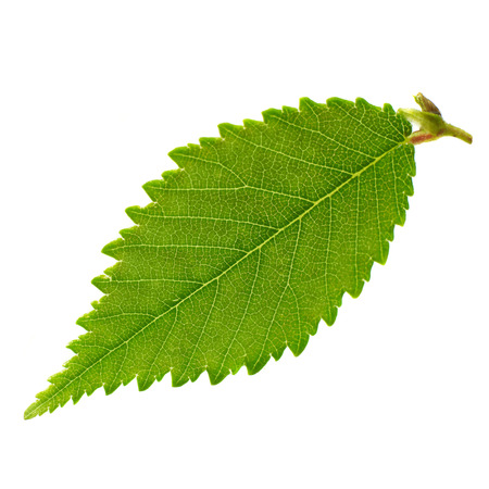 Leaf