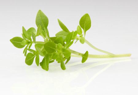 Greek basil leafsの写真素材