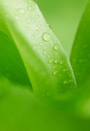Morning dewの写真素材