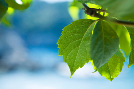 Green leafs in summer