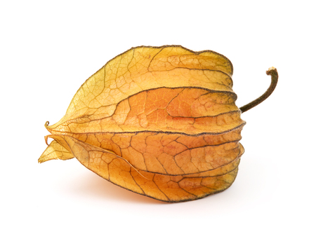 Physalis fruit isolated on whiteの写真素材
