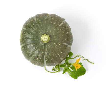 Green pumpkin with leafs and flower top viewの写真素材