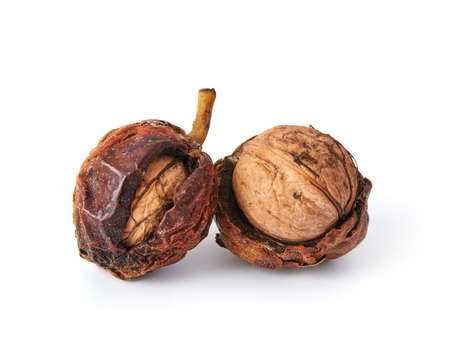 Isolated walnuts with leafs on whiteの写真素材