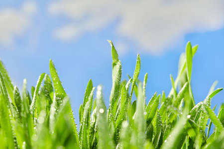Blade of grass close-up detail