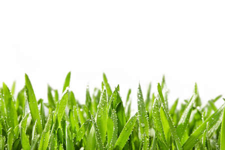 Fresh green grass border on white background