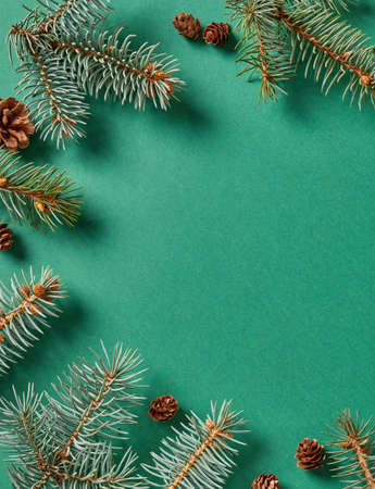 Fir tree branches on green background