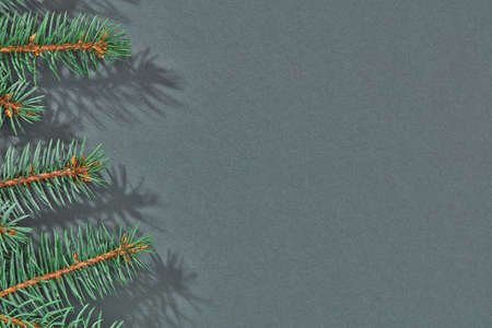 Fir branch on gray background