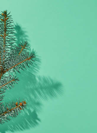 Fir branches close-up on blue backgroundの写真素材