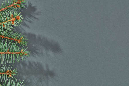 Top view of fir branch on gray