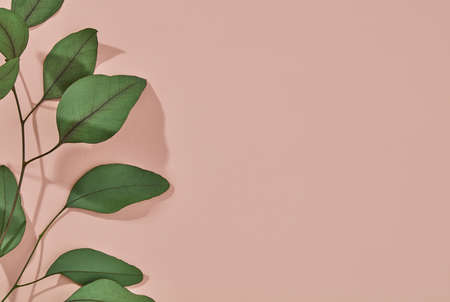 Green plant leafs from above