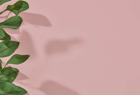 Green plant leafs on pinkの写真素材