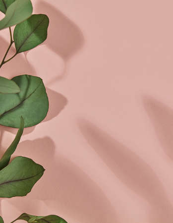 Green leafs close-up on pinkの写真素材