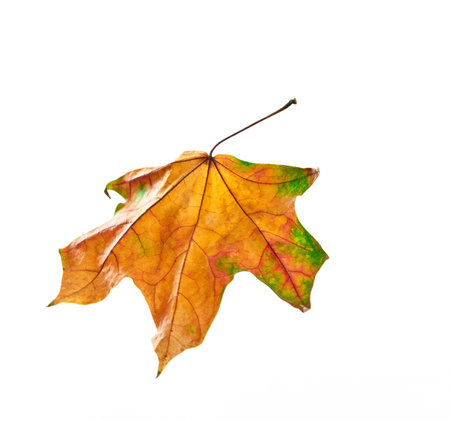 Autumn leaf on white backgroundの写真素材