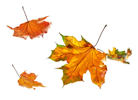 Autumn leaves falling in a pileの写真素材