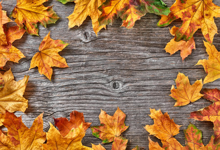 Dry leaves border on woodの写真素材