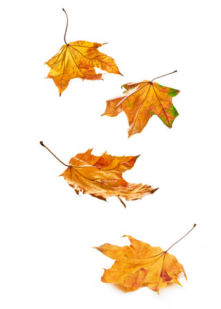 Autumn leaves falling in a pileの写真素材