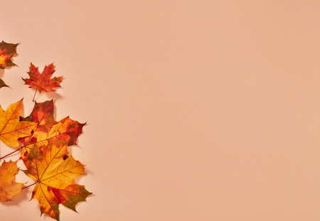 Autumn leaves background on beigeの写真素材