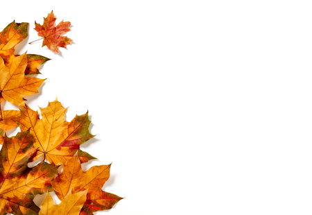 Autumn leaves on white backgroundの写真素材