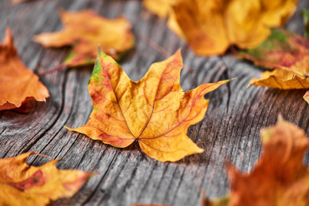 Autumn leaves on wooden backgroundの写真素材