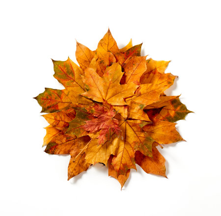 Autumn leaves pile on white backgroundの写真素材