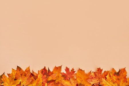 Autumn leaves on orange backgroundの写真素材