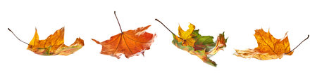 Autumn leaves falling in a pileの写真素材