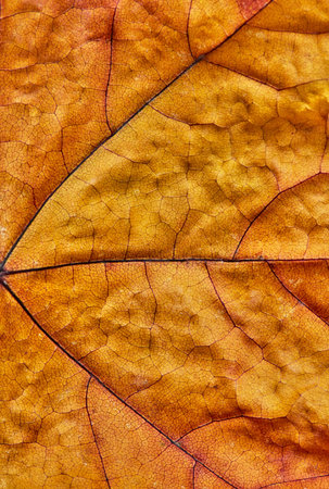 Orange autumn leaf close-up detailの写真素材