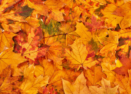 Orange autumn leaves background from aboveの写真素材
