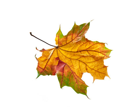 Autumn leaf on white backgroundの写真素材