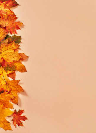 Maple dry leaves on orange backgroundの写真素材