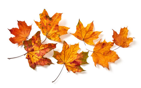 Colorful maple leaves on whiteの写真素材