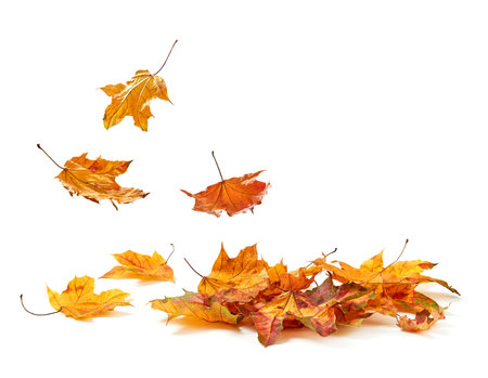 Autumn leaves falling in a pileの写真素材