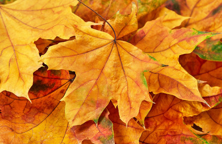Orange autumn leaves background from aboveの写真素材