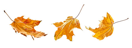 Autumn leaves falling in a pileの写真素材