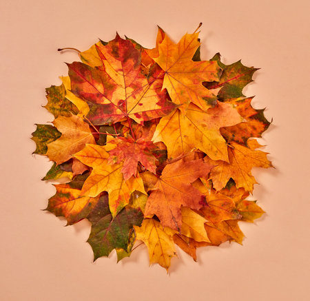 Golden autumn leaves on orange backgroundの写真素材